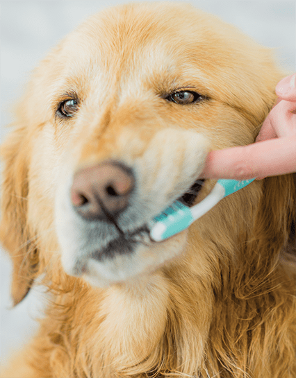 Pet Dental Care in Monongahela: Owner Brushes Dog's Teeth