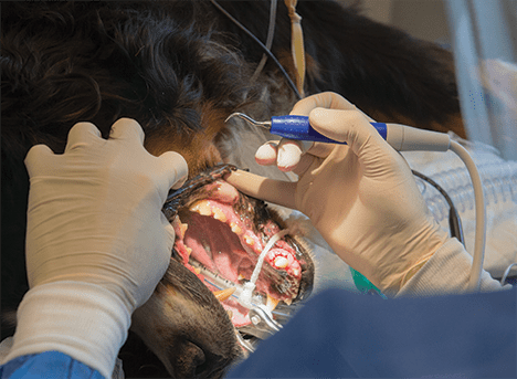 Pet Dental Care in Monongahela: Vet Gives Dog Teeth Cleaning