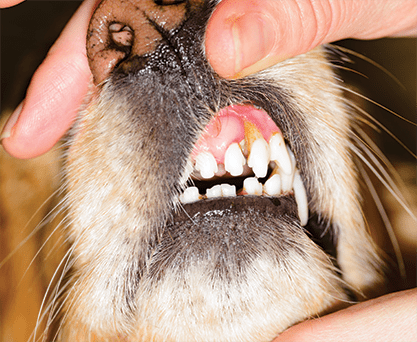 Pet Dental Care in Monongahela: Vet Examines Dog's Teeth