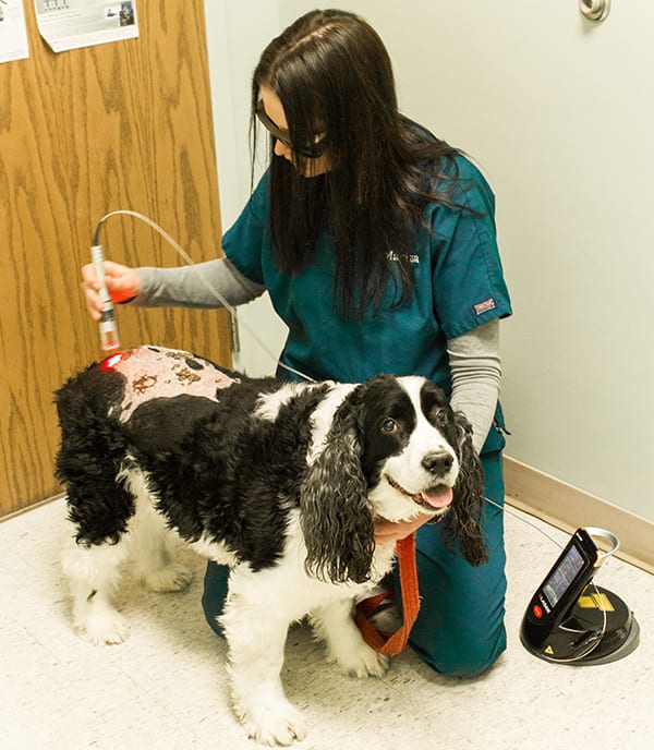 Pet Laser Therapy in Monongahela: Vet Gives Dog Laser Therapy