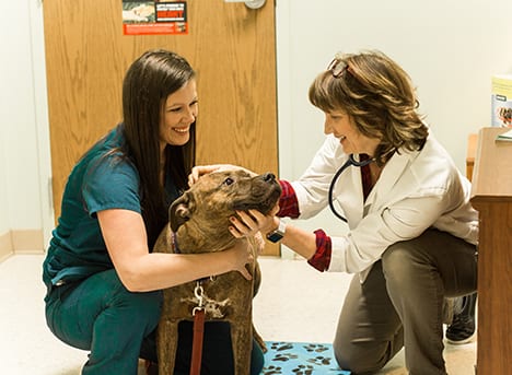 New Client Form: Vet Gives Dog Wellness Exam