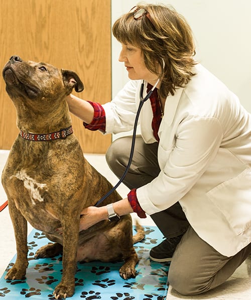 Pet Surgery in Monongahela: Vet Gives Dog Wellness Exam