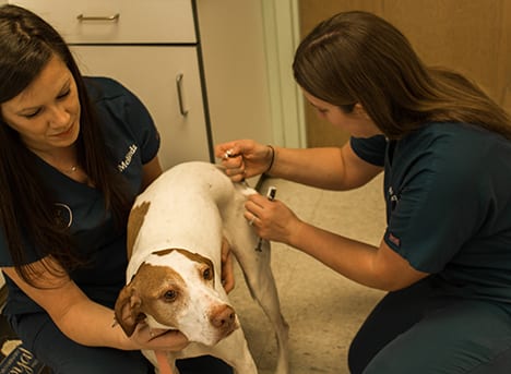 Pet Vaccinations in Monongahela: Vet Gives Dog Vaccinations