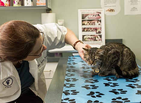 Pet Wellness Care in Monongahela: Vet Gives Cat Exam