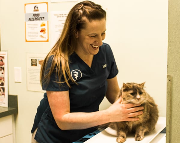 Pet Diagnostics in Monongahela: Vet Gives Cat Wellness Exam