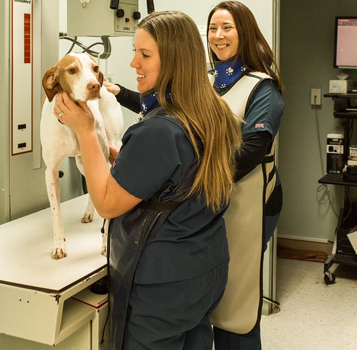 Pet Diagnostics in Monongahela: Vet Gives Dog X-Ray