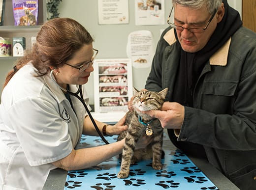 Animal Hospital in Monongahela: Vet Examines Cat