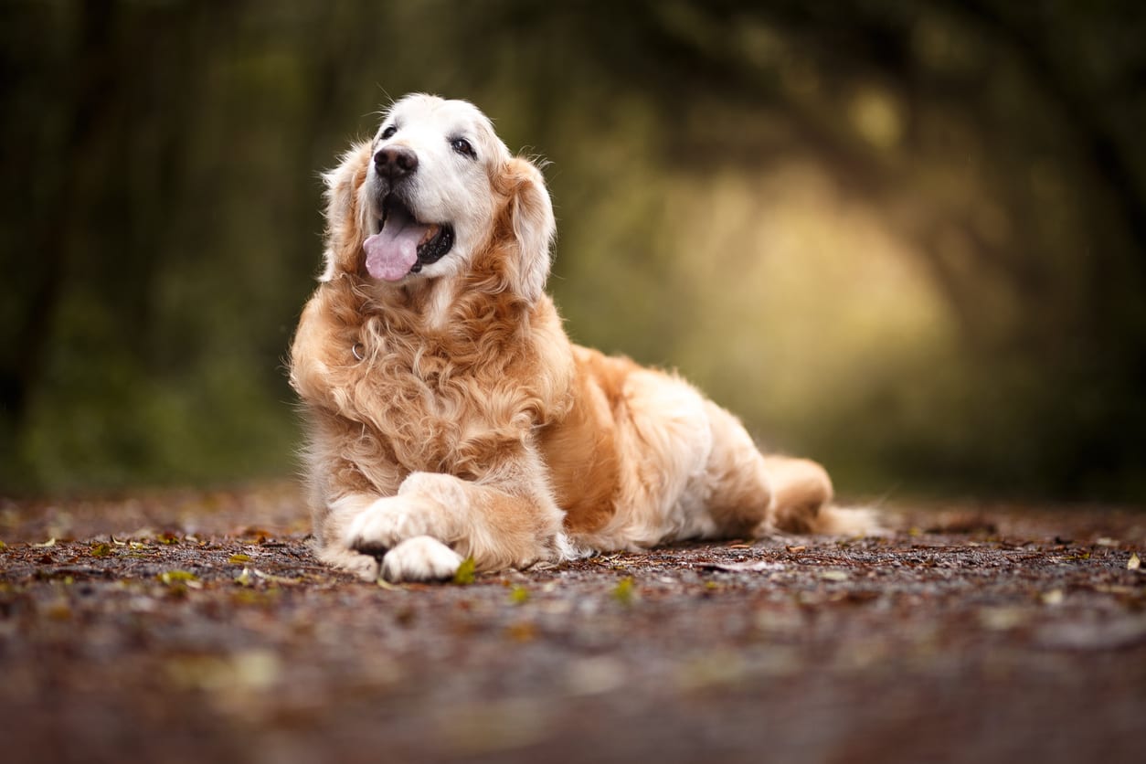 Pet Wellness Care in Monongahela: Dog Laying Woods