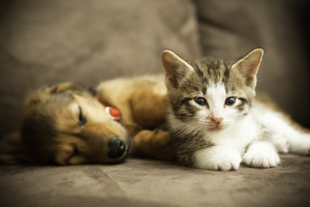 Pet Wellness Care in Monongahela: Puppy and Kitten Sleeping on Couch