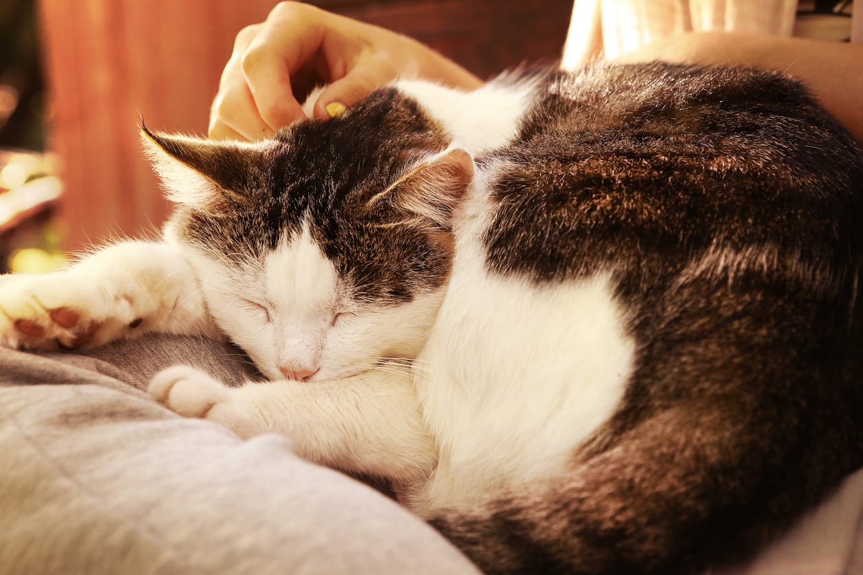 Pet Euthanasia in Monongahela: Cat Sleeping in Owner's Lap