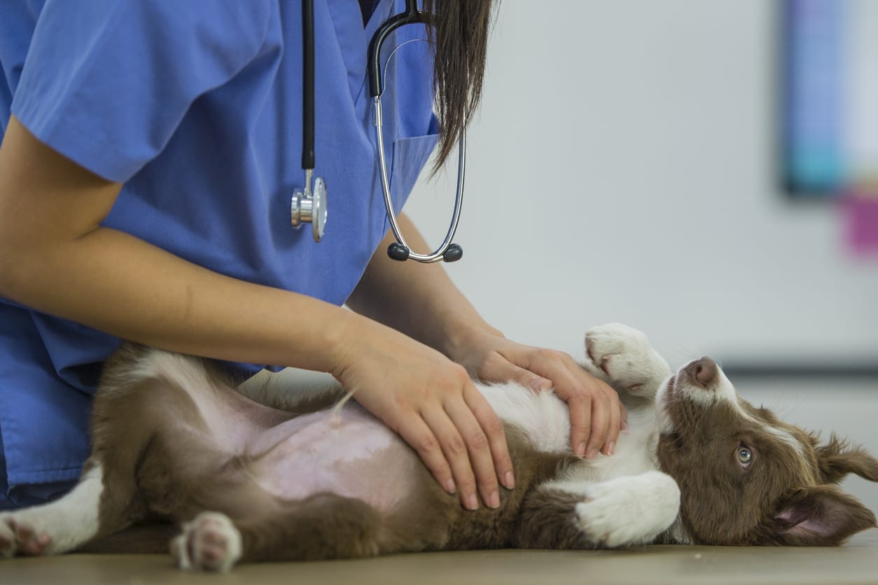 Spay and Neuter Surgery in Monongahela: Vet Gives Puppy Wellness Exam