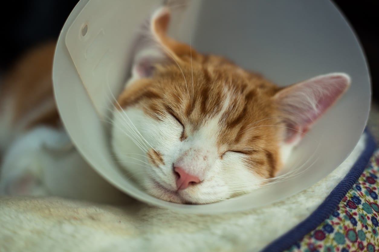 Pet Surgery in Monongahela: Kitten Wearing Cone and Sleeping