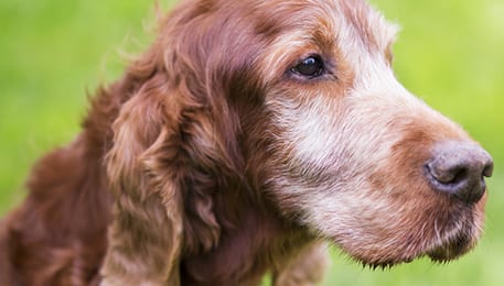 Pet Euthanasia in Monongahela: Elderly Dog