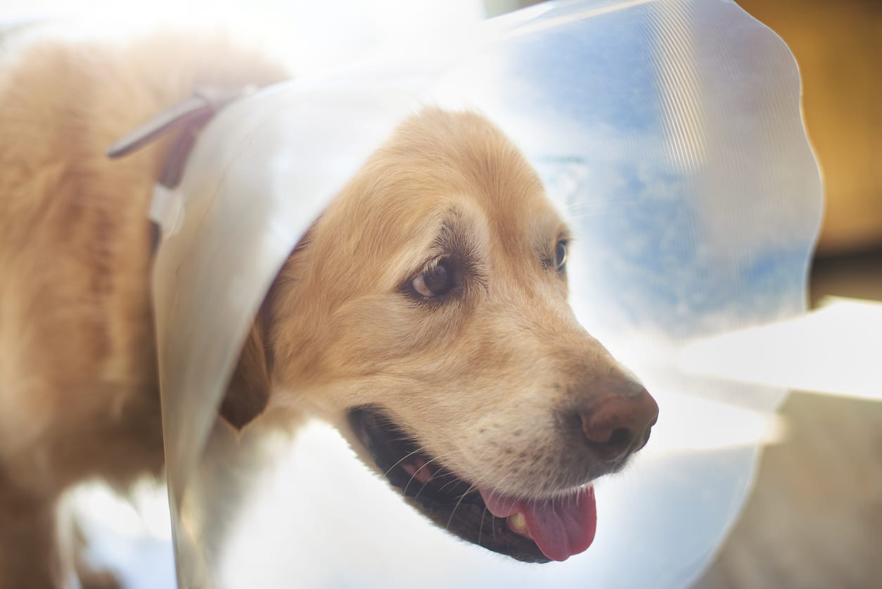 Pet Surgery in Monongahela: Dog Wearing Cone